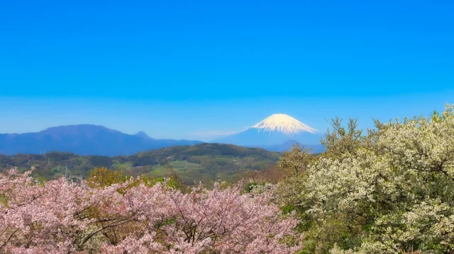吾妻山公園 3