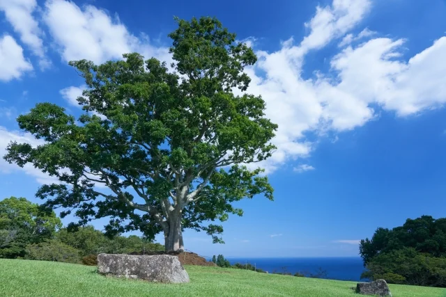 吾妻山公園 2