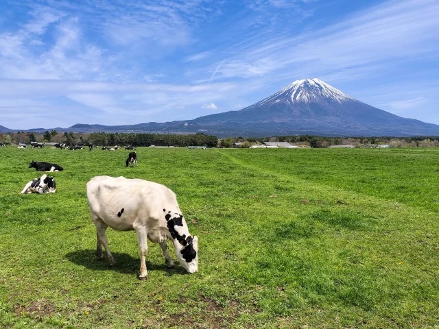 朝霧高原